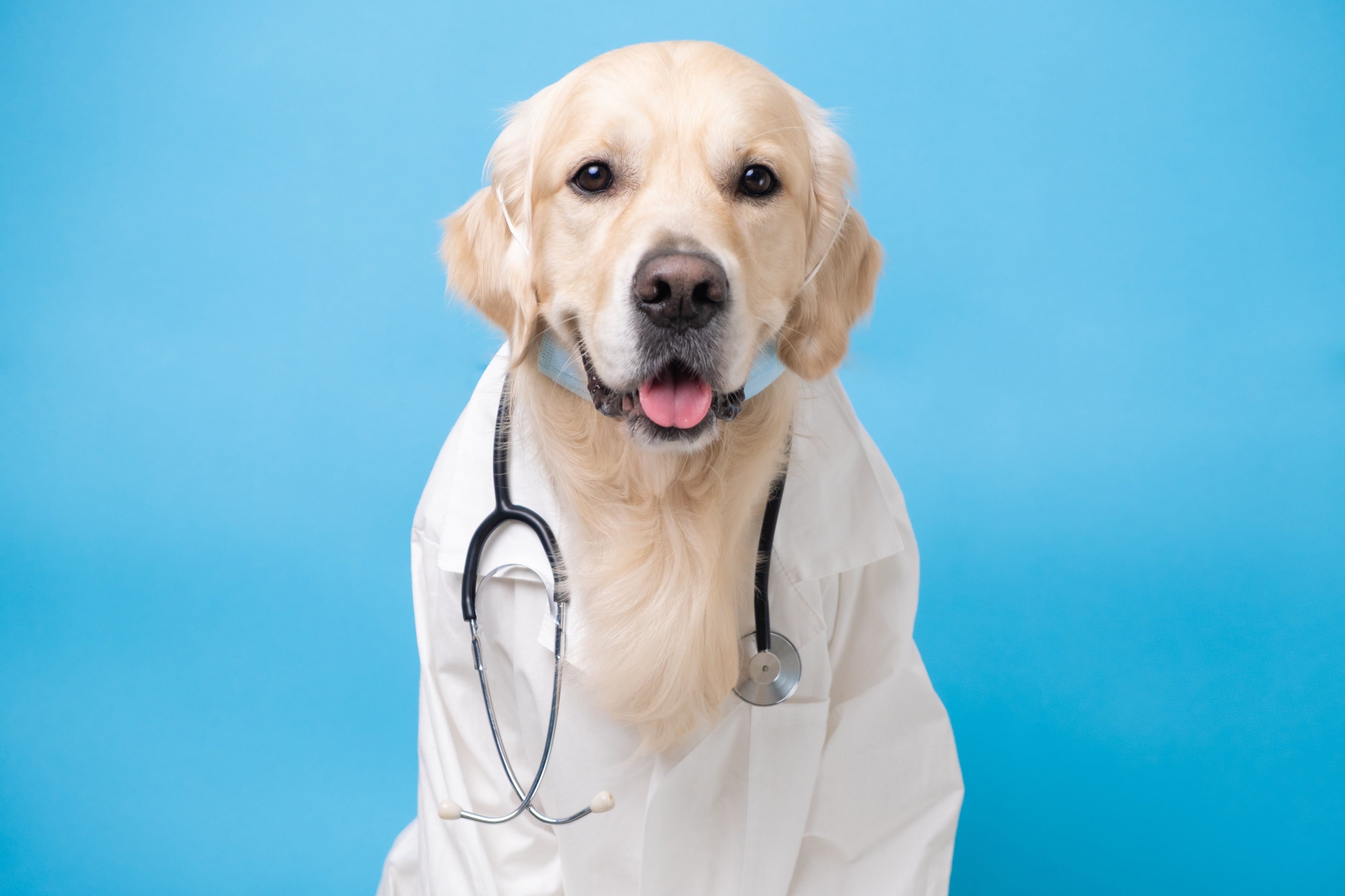 Médicos veterinarios